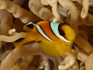 juvenile